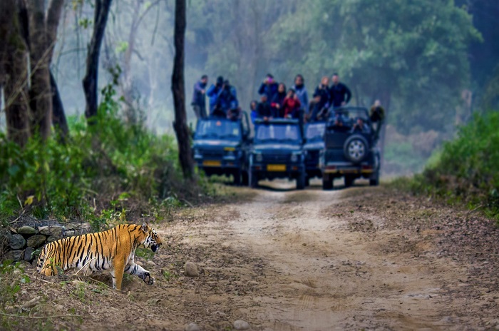 corbett wildlife safari