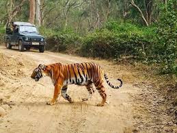 corbett jeep safari tour