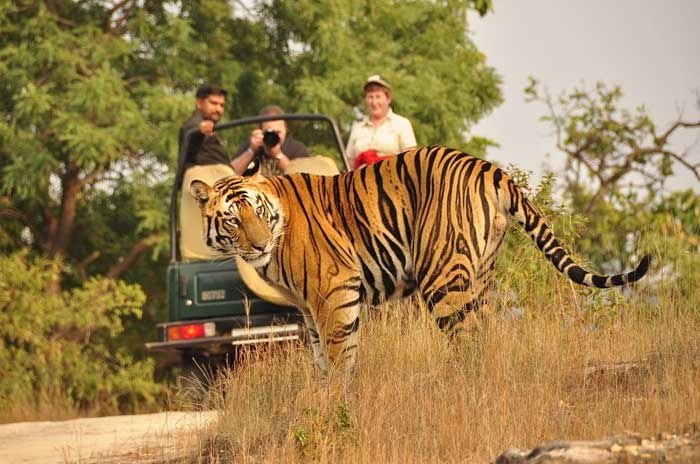 corbett jeep safari tour